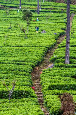 Dambatenne köyü yakınındaki çay tarlaları işçilerin Dambatenne, Sri Lanka - 15 Temmuz 2016:.