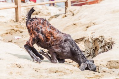Keçi Ghats (riverfront adım) Varanasi, Hindistan