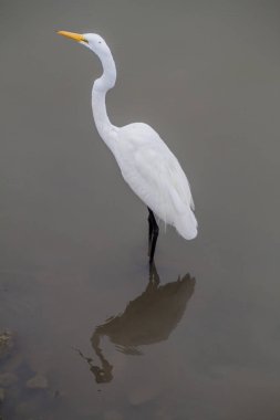 Büyük ak balıkçıl (Ardea alba), San Juan Nehri, Nicaragua