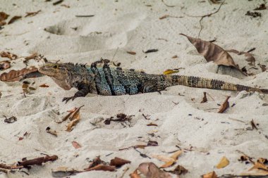 Siyah dikenli kuyruklu iguana (Ctenosaura similis), Milli Parkı Manuel Antonio, Kosta Rika