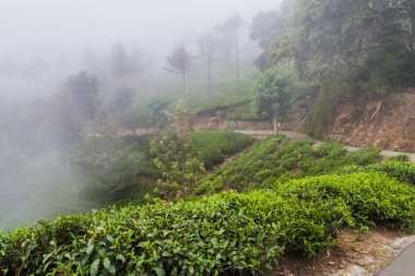 Çay Bahçeleri yakınında Haputale, Sri Lanka üzerinden sis