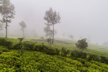 Haputale, Sri Lanka yakınındaki dağlarda çay bahçeleri