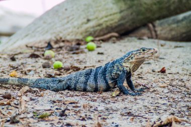 Siyah dikenli kuyruklu iguana (Ctenosaura similis), Milli Parkı Manuel Antonio, Kosta Rika