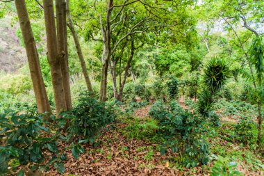 San Pedro yanardağ, Guatemala eğimi, kahve alan