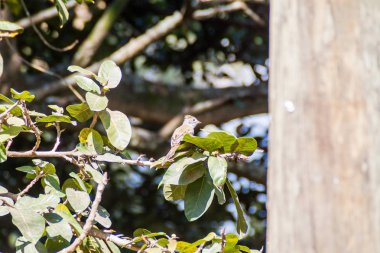Kil renkli ardıç (Turdus grayi) yakın Atitlan göl, Guatemala