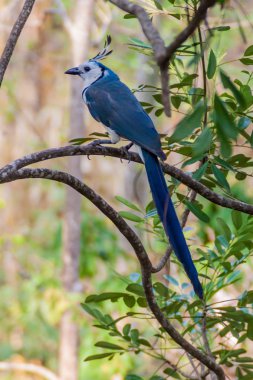 White-throated magpie-jay (Calocitta formosa) on Ometepe island, Nicaragua clipart