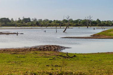 Ölü ağaçlarda bir su deposu Udawalawe Milli Parkı, Sri Lanka
