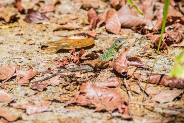 Kertenkele içinde Milli Parkı Manuel Antonio, Kosta Rika