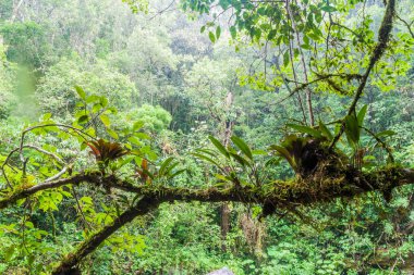 Bromeliads Panama'da bir ormanda bir ağaç üzerinde