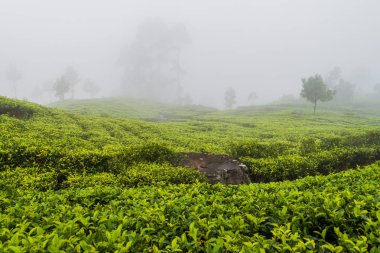 Haputale, Sri Lanka yakınındaki dağlarda çay bahçeleri
