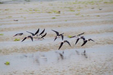 Lake Yojoa, Honduras, kara boyunlu stilts (Himantopus mexicanus)