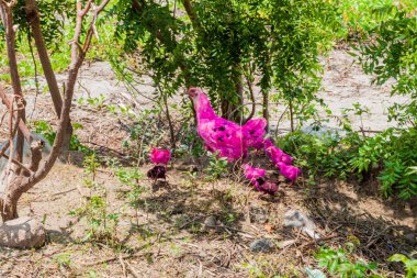 Pembe tavuk ve tavuk: Ometepe Island, Nicaragua