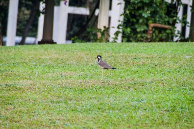 Kırmızı wattled kız kuşu (Vanellus indicus) içinde Peradeniya Kraliyet Botanik Bahçeleri yakınında Kandy, Sri Lanka