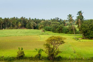 Pirinç tarlaları yakınındaki Polonnaruwa, Sri Lanka