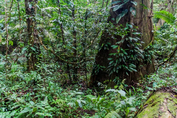 Selva Cockscomb Basin Santuario Vida Silvestre Belice — Foto de Stock