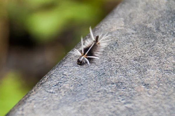 Caterpillar Larve Een Wolk Bos Van Reserva Biologica Bosque Nuboso — Stockfoto