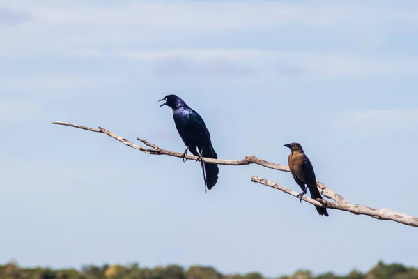 Grackle Cola Grande Macho Izquierda Hembra Derecha Quiscalus Mexicanus Cerca —  Fotos de Stock