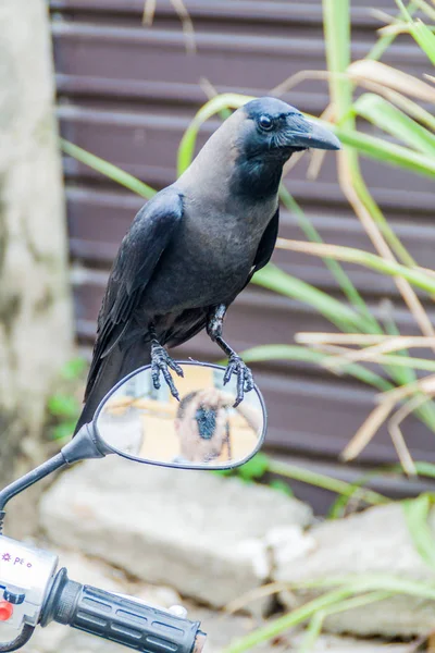 Cuervo Casa Corvus Splendens Una Moto Galle Sri Lanka —  Fotos de Stock