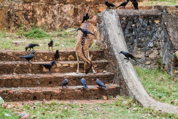 白斑鹿和乌鸦在弗雷德里克堡在亭可马里 斯里兰卡 — 图库照片