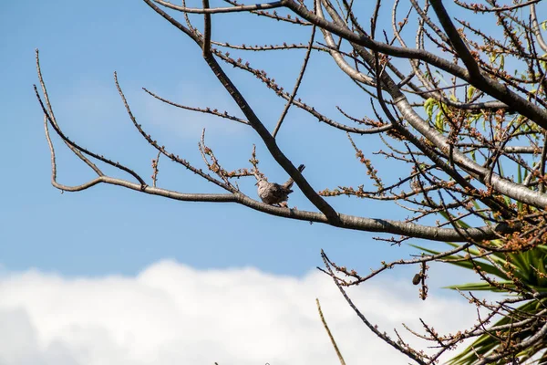 Colombe Inca Columbina Inca Près Lac Atitlan Guatemala — Photo