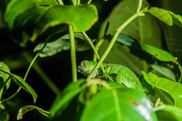 Grüner Leguan Leguan Leguan Tortuguero Nationalpark Costa Rica — Stockfoto
