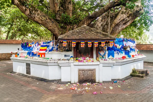 Arbre Décoré Bodhi Sri Lanka — Photo