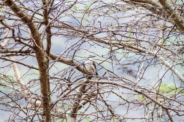 Troglodyte Roux Campylorhynchus Rufinucha Dans Aire Protégée Miraflor Nicaragua — Photo