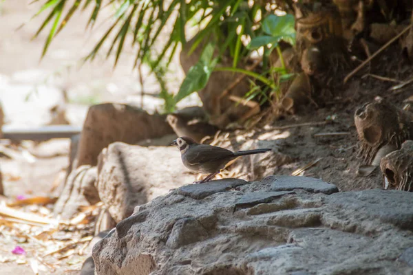 Vorherrschender Erdsperling Melozone Biarcuata Der Nähe Des Atitlan Sees Guatemala — Stockfoto