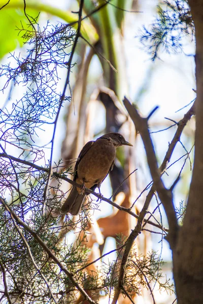 Grive Argileuse Turdus Grayi Près Lac Atitlan Guatemala — Photo