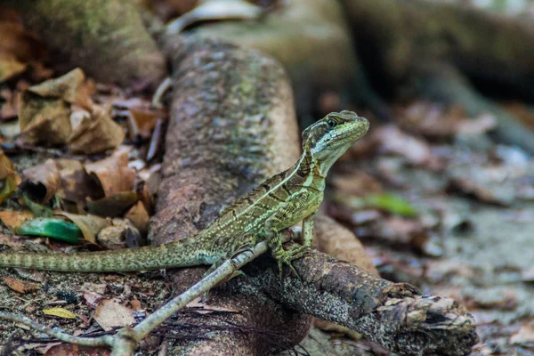 Basilic Dans Parc National Manuel Antonio Costa Rica — Photo