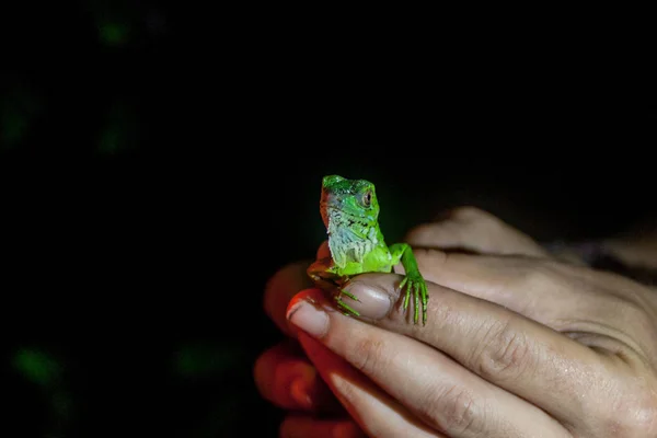 Grüner Leguan Leguan Leguan Tortuguero Nationalpark Costa Rica — Stockfoto