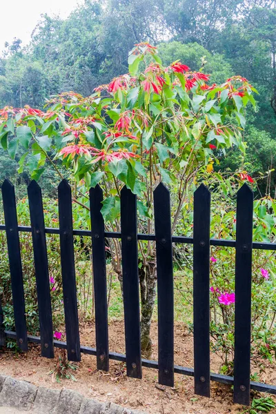 Arbusto Planta Poinsettia Nos Terrenos Mosteiro Adisham Perto Haputale Sri — Fotografia de Stock