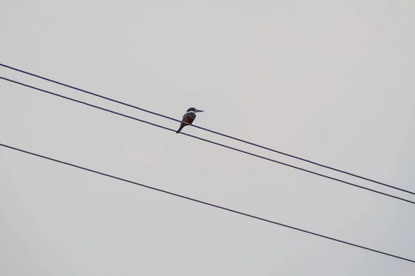 Ringed Kingfisher Megaceryle Torquata Reserva Vida Selvagem Biotopo Monterrico Hawaii — Fotografia de Stock