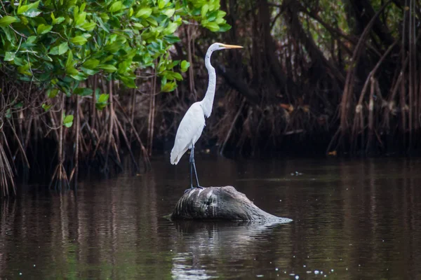 Grote Zilverreiger Ardea Alba Wildlife Reserve Biotopo Monterrico Hawaii Guatemala — Stockfoto