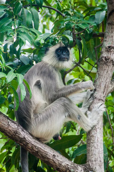 Langur Gris Copetudo Semnopithecus Priam Árbol Fuerte Frederick Trincomalee Sri — Foto de Stock