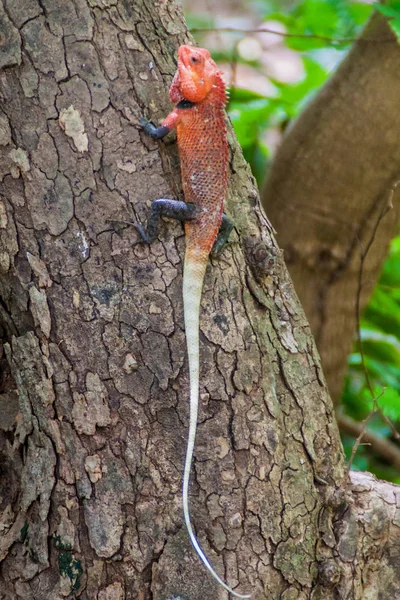 Lézard Changeant Calotes Versicolor Dans Parc National Pigeon Island Près — Photo