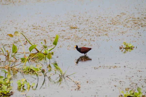 Северная Жакана Jacana Spinosa Возле Озера Йохоа Гондурас — стоковое фото