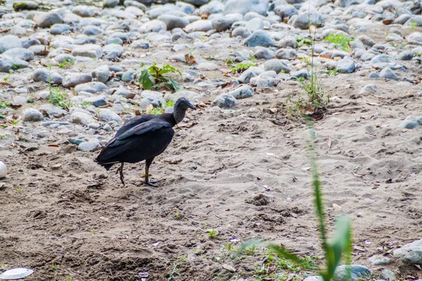 Zwarte Gier Coragyps Atratus Guatemala — Stockfoto