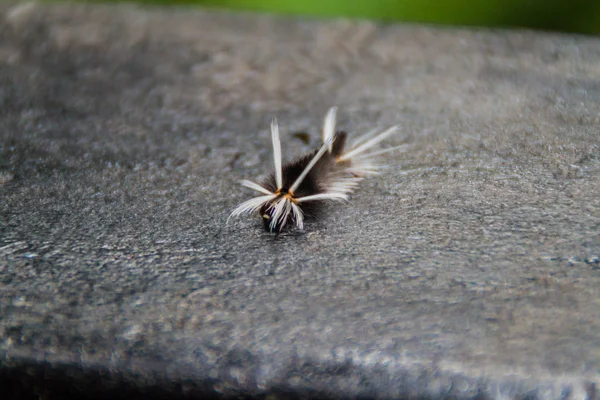 Housenka Larva Cloud Forest Reserva Biologica Bosque Nuboso Monteverde Kostarika — Stock fotografie