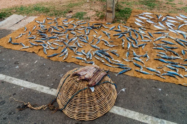 Verse Vis Kraampjes Trincomalee Sri Lanka — Stockfoto