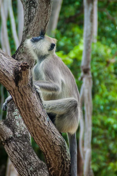 Langur Gris Copetudo Semnopithecus Priam Árbol Fuerte Frederick Trincomalee Sri — Foto de Stock