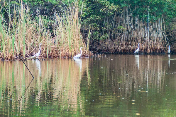 大白鹭 在野生动物保护区 Biotopo Monterrico 夏威夷 危地马拉 — 图库照片