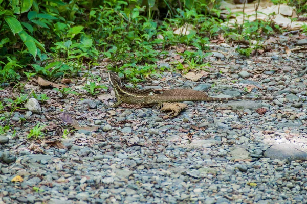 Basilic Commun Basiliscus Basiliscus Dans Parc National Manuel Antonio Costa — Photo