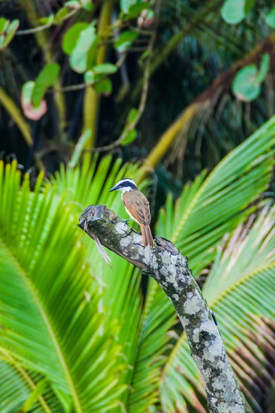 Μεγάλη Kiskadee Pitangus Sulphuratus Στο Tortuguero Εθνικό Πάρκο Κόστα Ρίκα — Φωτογραφία Αρχείου