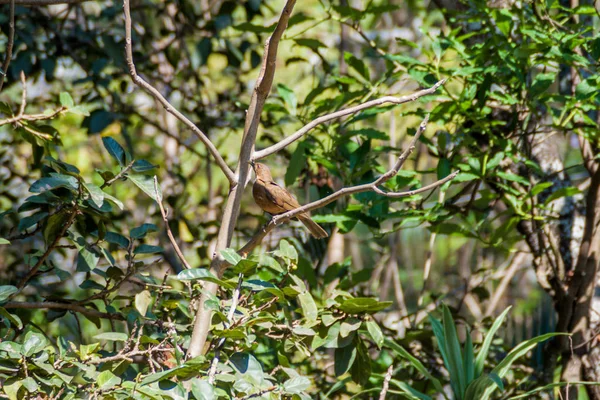 Grive Argileuse Turdus Grayi Près Lac Atitlan Guatemala — Photo