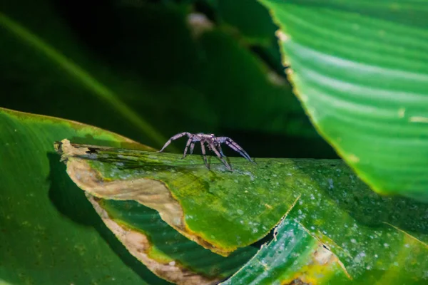 Αράχνη Στο Tortuguero Εθνικό Πάρκο Κόστα Ρίκα — Φωτογραφία Αρχείου