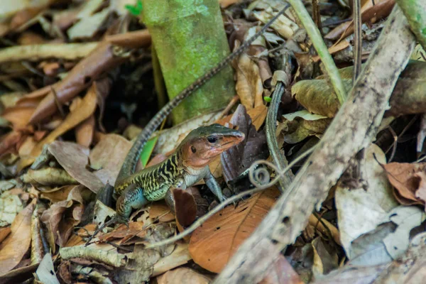 Lézard Dans Parc National Manuel Antonio Costa Rica — Photo