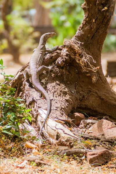 Monitor Lagarto Polonnaruwa Sri Lanka — Foto de Stock