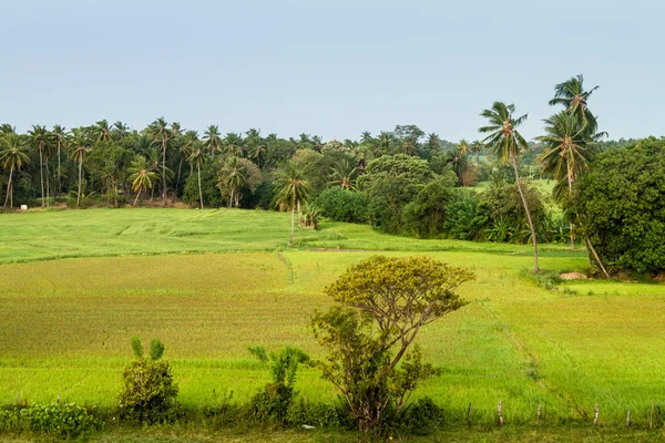 Rice Fields Polonnaruwa Sri Lanka — Stock Photo, Image