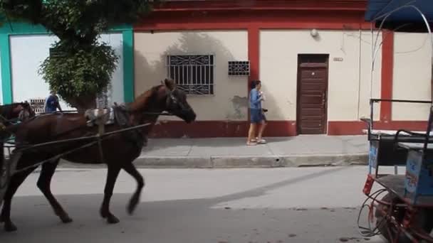 Paard rijtuigen op een straat — Stockvideo